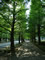 Photograph of existing row of ginkgo trees